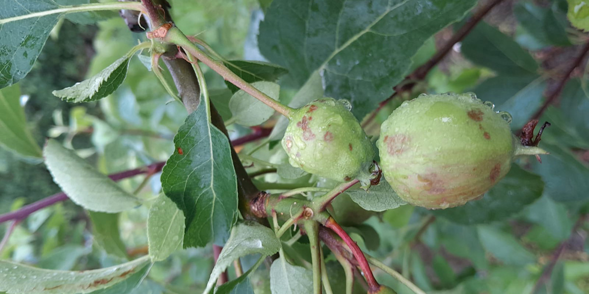 Grandine in provincia di Verona: danni per la frutta